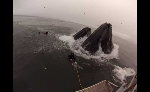 Dois mergulhadores quase são comidos por uma baleia