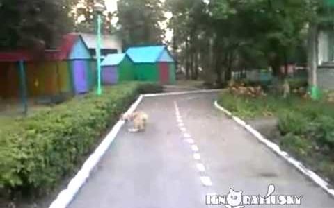 Gato em fuga finge-se de morto