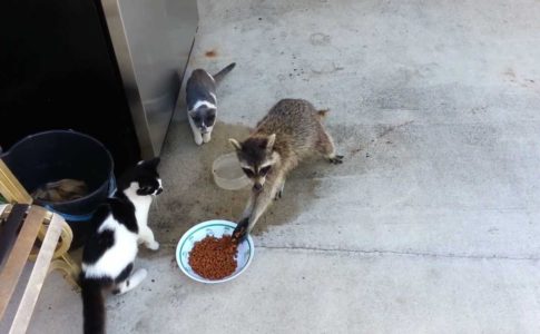 O Guaxinim que rouba comida de gato
