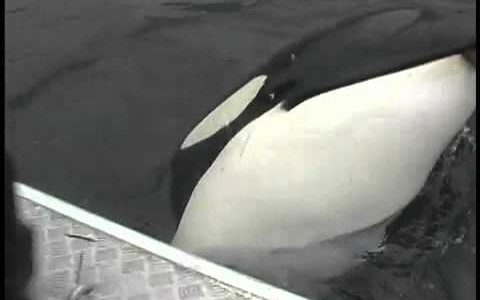 Orca selvagem brinca com barqueiro