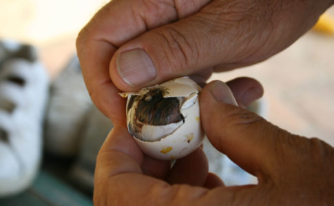 Nascimento de Pintainho