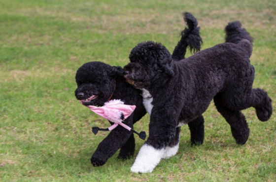 Sunny e Bo a brincarem