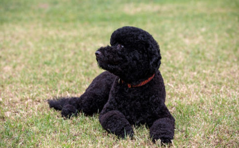 A nova mascote Sunny