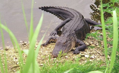 Wikimedia / Grossbildjaeger