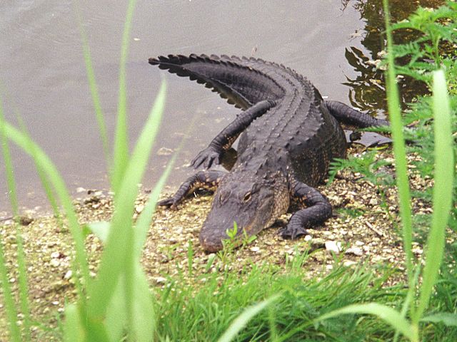 Wikimedia / Grossbildjaeger