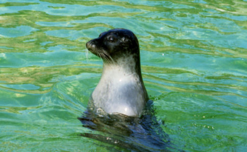 Adamantios / wikimedia