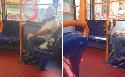 Cobra máscara no autocarro