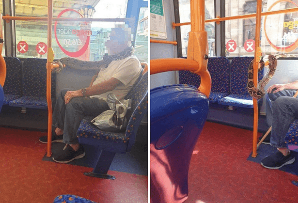 Cobra máscara no autocarro