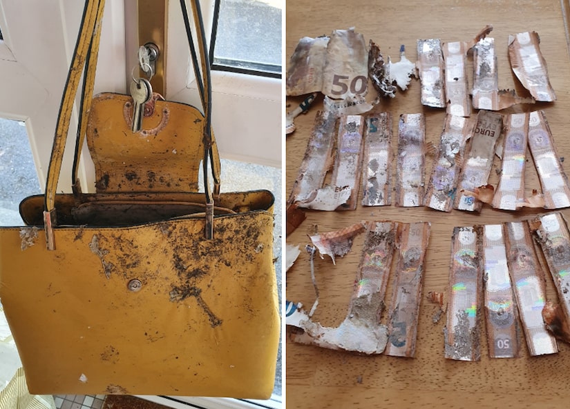 Banco recusa substituir dinheiro roubado que foi comido por lesmas